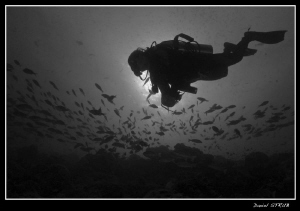 Buddy Ray during our last trip to the Maldives by Daniel Strub 